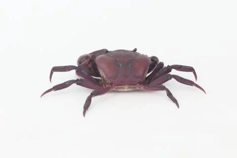 Crabs on a white background. 스톡 사진