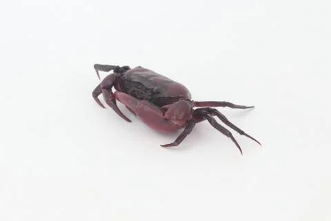Crabs on a white background. Foto stock