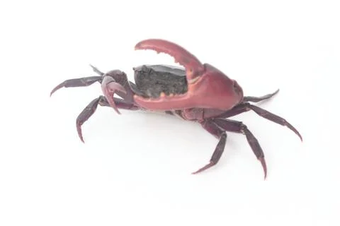 Crabs on a white background. 스톡 사진