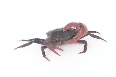 Crabs on a white background. Stock Photos