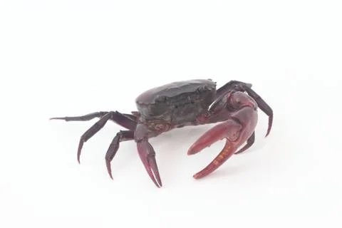 Crabs on a white background. Stock Photos