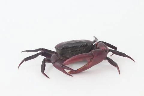 Crabs on a white background. Stock Photos