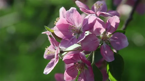 Crabtree in bloom Stock Footage 35653334