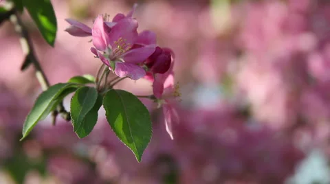 Crabtree in bloom II Stock Footage 35653330