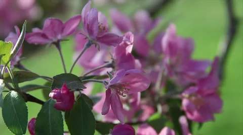 Crabtree in bloom III Stock Footage 35653298