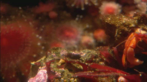 CrabWithBarnacleShell pan Stock Footage 478215