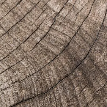 Crack and scratch on wood for pattern Stock Photos