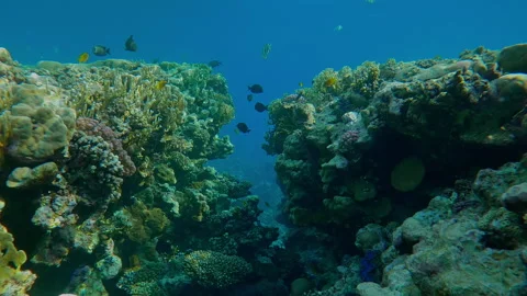 Crack in coral reef wall against turquoise water, variety of colorful tropical Stock Footage 339970802