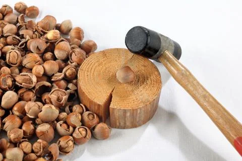 Crack hazelnuts with a hammer on the white table Photos
