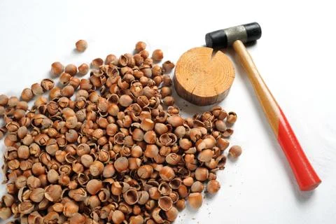 Crack hazelnuts with a hammer on the white table Photos
