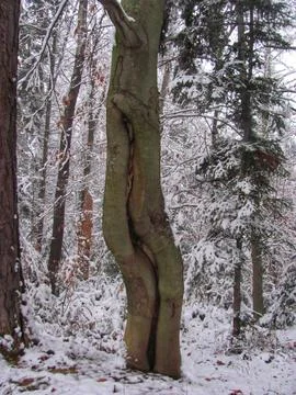 A crack from a lightning strike on a beech trunk Stock Photos