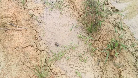 Crack mud texture after puddle water dried off Stock Footage 231667763