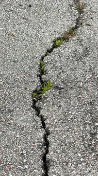 Crack runs through gray pavement. Tiny green plants grow in fissure. Vegeta.. Stock Photos