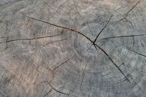 Crack on surface of wood 스톡 사진