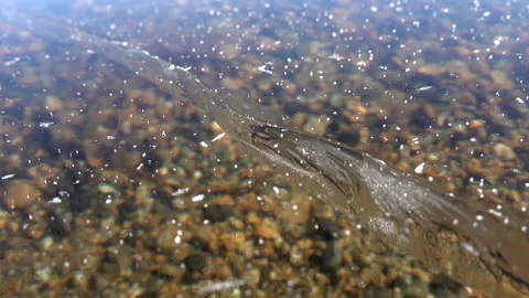 Crack in thick transparent ice layer on frozen - Water Droplets and Winter Lake Stock Footage 339560420