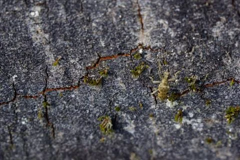 Crack in tree log beetle crawling around Stock Photos