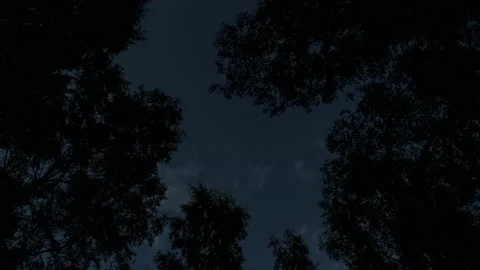 Crack in the trees - Timelapse - 4K - 23.98 fps - England - UK Stock Footage 147506743