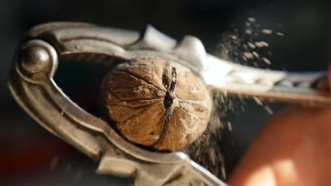 Crack the walnut with a nutcracker. Slow motion Stock Footage 168328707