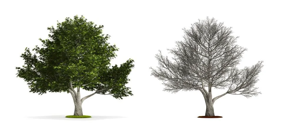 Crack willow tree. Stock Illustration