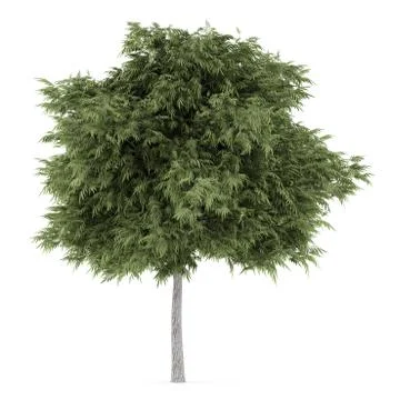 Crack willow tree isolated on white background Stock Illustration