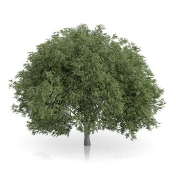 Crack Willow Tree (Salix fragilis) 12.8m 3D Model