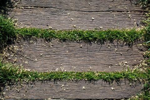 Cracked aged plank tile on backyard terrace floor landscaped from wood path. Stock Photos