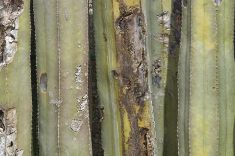 Cracked and aged cactus surface skin abstract organic background texture Foto stock