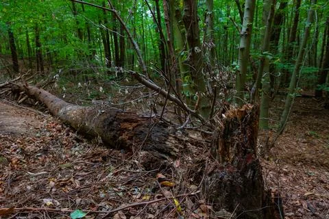 Cracked and fallen dead tree in the forest. Biodiversity concept Stock Photos
