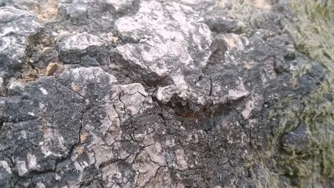 Cracked and Weathered Bark Texture on Mango Tree Trunk Stock Footage 340404083