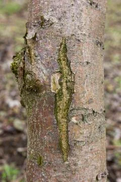 Cracked apple tree bark, the initial stage of the disease black cancer caused Foto stock