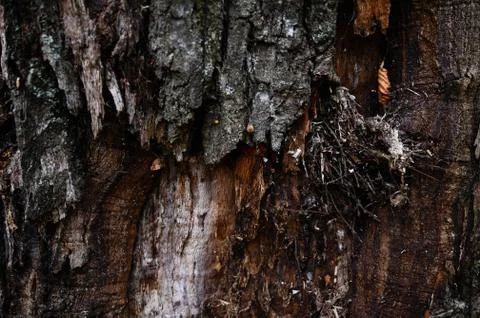 Cracked bark of an old tree at the close up in dark colors Stock Photos