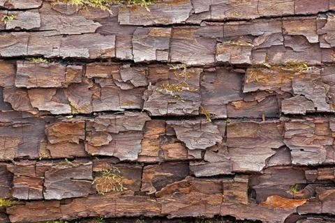 Cracked bark Stock-Fotos