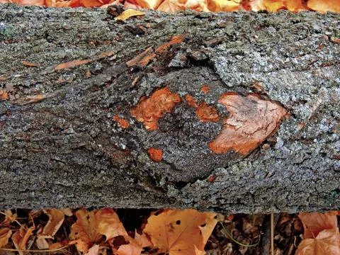 Cracked bark Stock Photos
