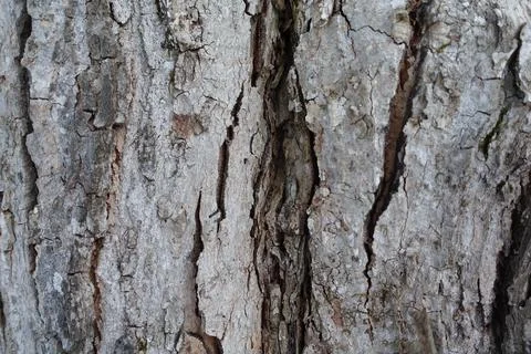 Cracked Bark Stock Photos