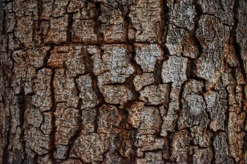 Cracked Bark Stockfoto's