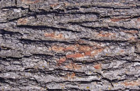 Cracked bark texture, old tree Stock Photos