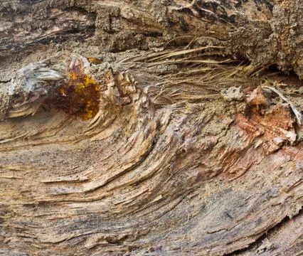 Cracked bark texture Stock Photos