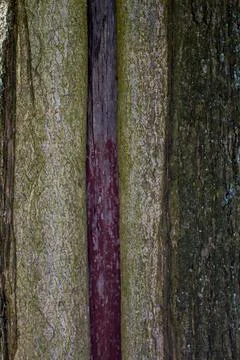 The cracked bark of the tree. Texture and background Stock Photos