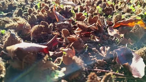 Cracked beechnuts from ripe beechnut tree as delicious fall harvest Stock Footage 348022435