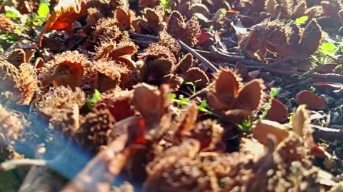 Cracked beechnuts from ripe beechnut tree as delicious fall harvest Stock Footage 348022490
