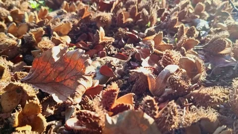 Cracked beechnuts from ripe beechnut tree as delicious fall harvest Stock Footage 348022672
