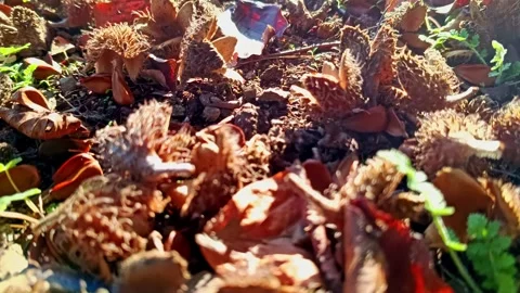 Cracked beechnuts from ripe beechnut tree as delicious fall harvest Stock Footage 348022795