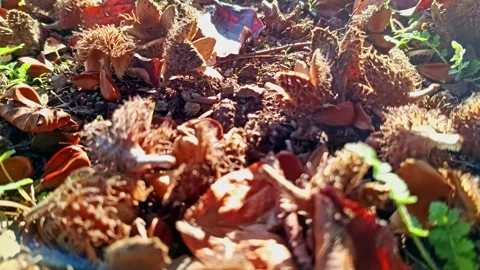 Cracked beechnuts from ripe beechnut tree as delicious fall harvest Stock Footage 348022889