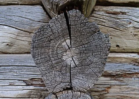 Cracked butt-end of log Stock Photos