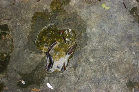 Cracked cement floor for background Foto stock