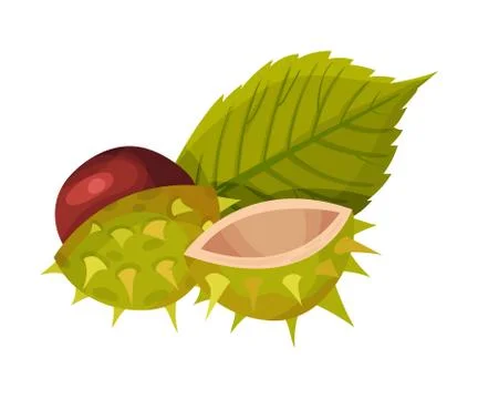 Cracked Chestnut Shell with Thorns and Brown Nut Inside Vector Illustration Illustrazione stock