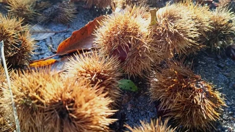 Cracked chestnuts from ripe chestnut tree as delicious fall harvest Stock Footage 348024352