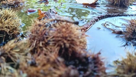 Cracked chestnuts from ripe chestnut tree as delicious fall harvest Stock Footage 348026997