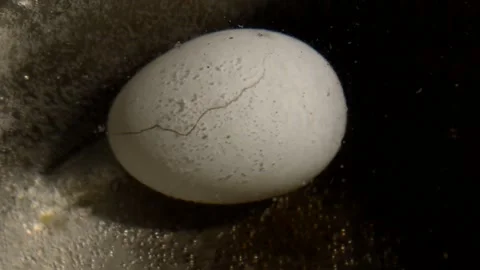 Cracked chicken egg is being boiled Stock Footage 252780424