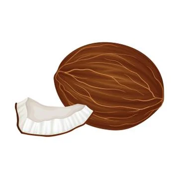 Cracked Coconut with Hard Shell and Fibrous Husk Showing White Inner Flesh Illustrazione stock